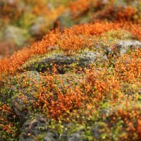 11 - Alizee Le Moigne